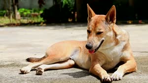 Stock Video Dog Lying On The Floor Breathing In The Sun Live Wallpaper For PC