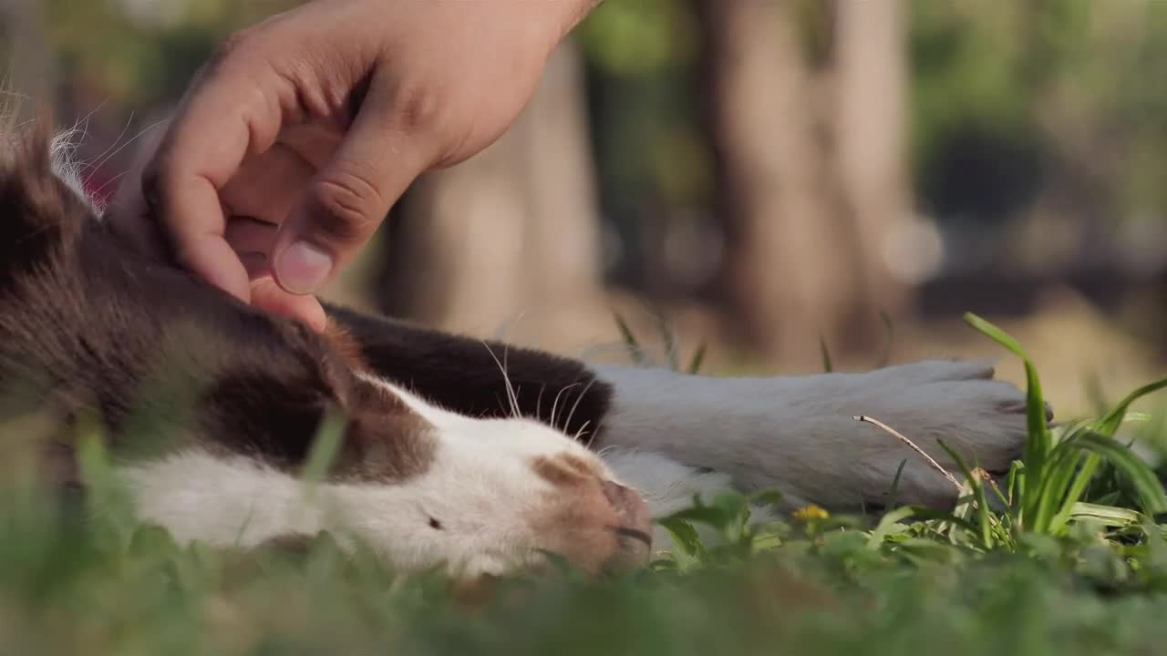 Download Stock Video Dog Laying On The Grass Live Wallpaper For PC