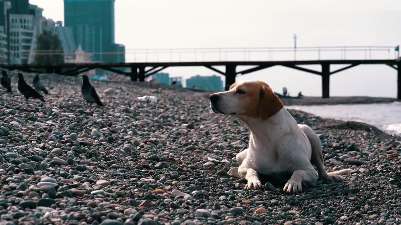 Download Stock Video Dog Laying On A Stone Beach Live Wallpaper For PC