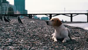 Stock Video Dog Laying On A Stone Beach Live Wallpaper For PC