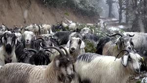 Stock Video Dog In The Middle Of A Goat Herd Live Wallpaper For PC