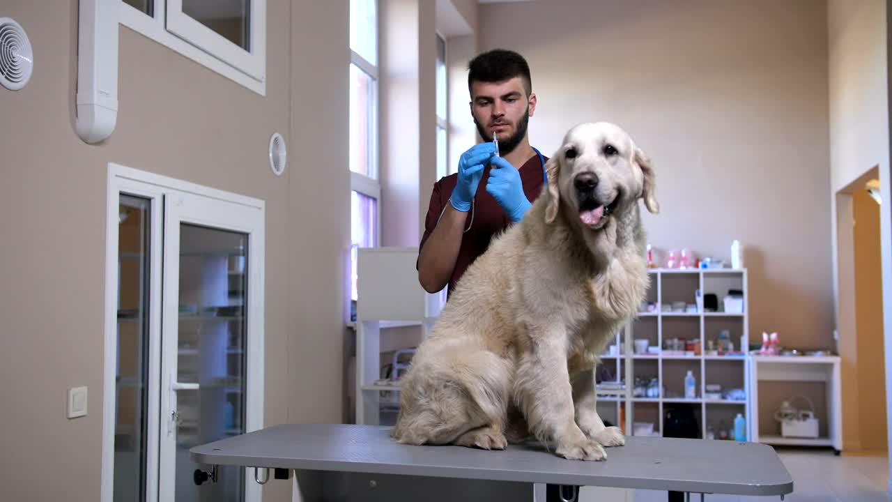Download Stock Video Dog Having An Injection Live Wallpaper For PC