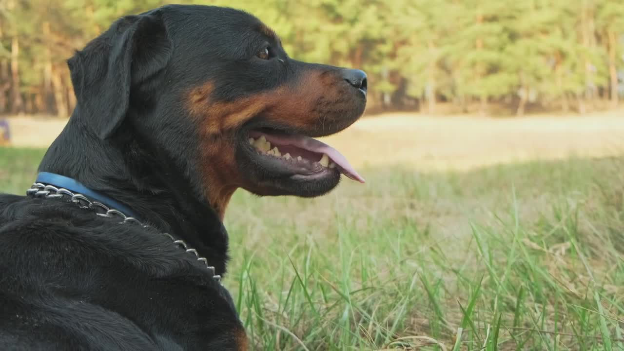 Download Stock Video Dog In The Forest On A Sunny Day Live Wallpaper For PC