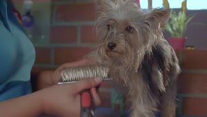 Stock Video Dog Groomer Working With A Little Dog Live Wallpaper For PC