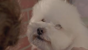 Stock Video Dog Groomer Cutting Hair To A White Dog Live Wallpaper For PC