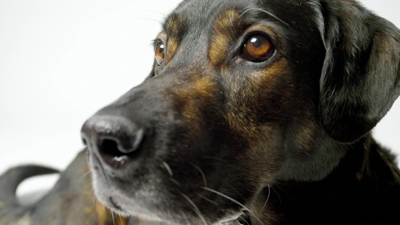 Download Stock Video Dog Face Close Up At Photo Studio Live Wallpaper For PC