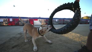 Stock Video Dog Biting A Tire Live Wallpaper For PC