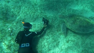 Stock Video Diver Taking A Photo Of A Sea Turtle Live Wallpaper For PC