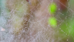 Stock Video Dew On A Spider Web Live Wallpaper For PC