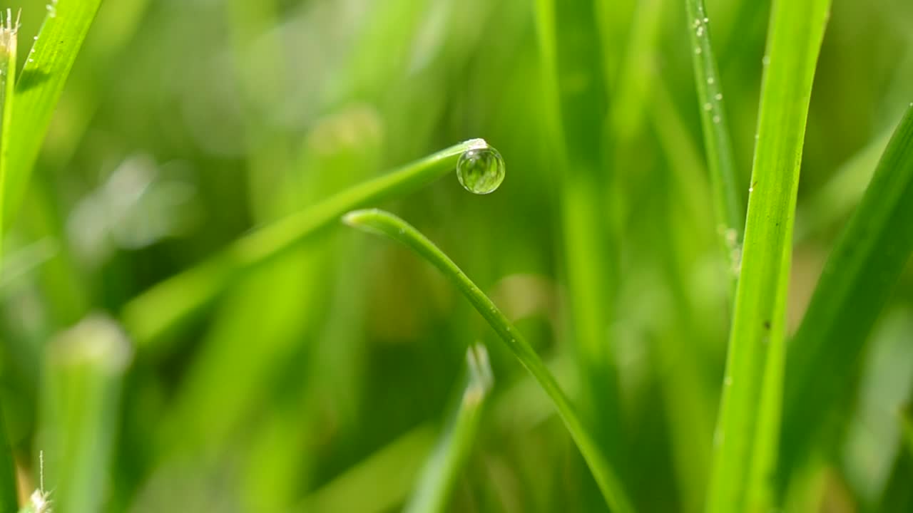 Download Stock Video Dew Dripping From Bright Grass Live Wallpaper For PC