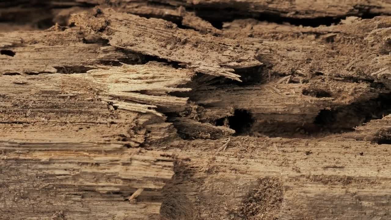 Download Stock Video Detail Of A Piece Of Old Wood Live Wallpaper For PC