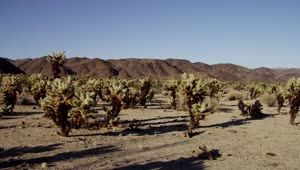 Stock Video Desert Full Of Cacti Live Wallpaper For PC