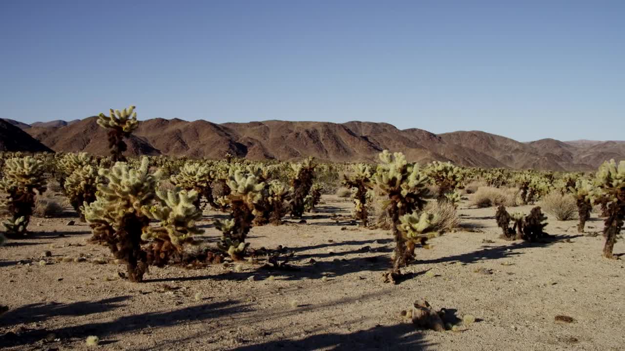 Download Stock Video Desert Full Of Cacti Live Wallpaper For PC