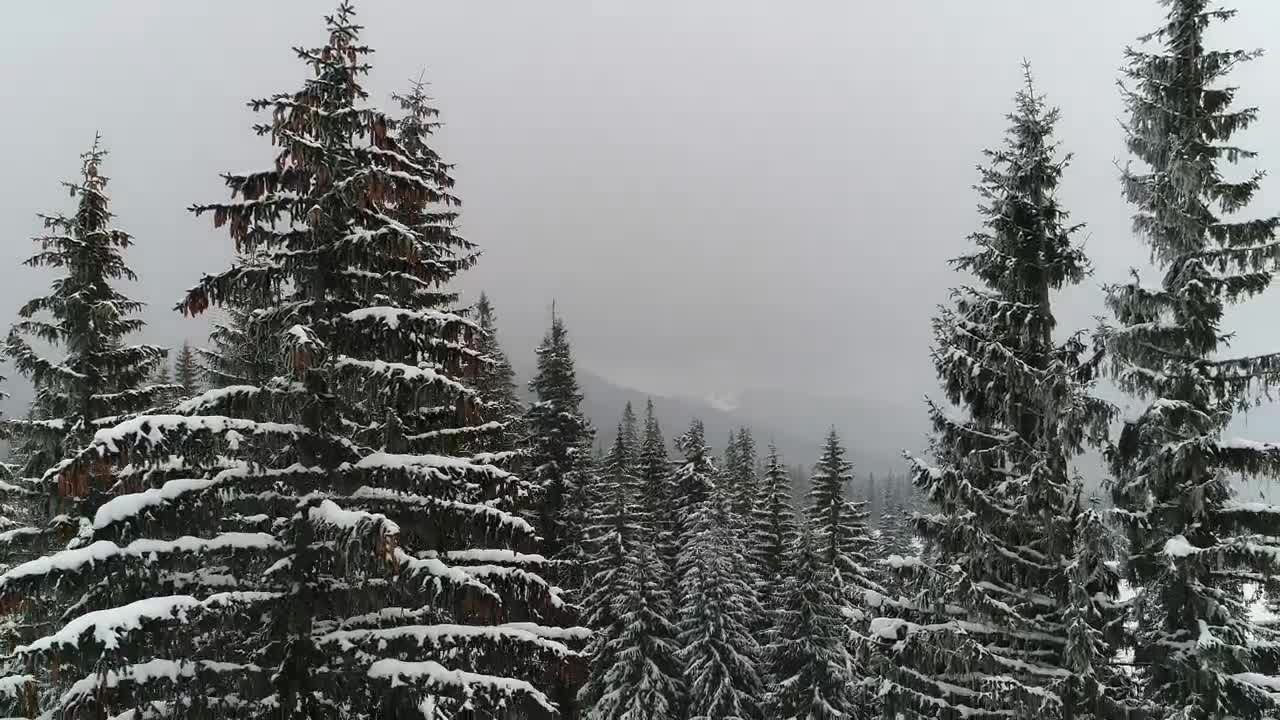 Download Stock Video Descendant Take In A Winter Forest Live Wallpaper For PC