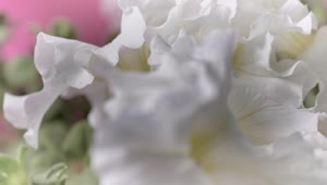 Stock Video Mixkit Flowers With Large White Petals Smal Live Wallpaper For PC