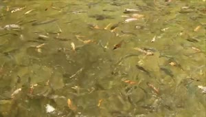 Stock Video Mixkit Fish Feeding In A Large Pond Smal Live Wallpaper For PC