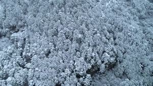 Stock Video Fresh Snow Covering A Deep Forest Live Wallpaper For PC