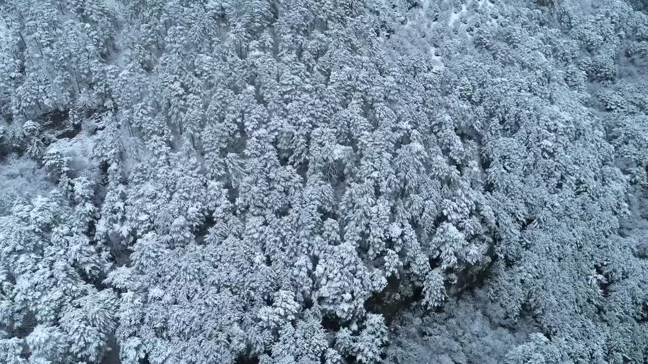Download Stock Video Fresh Snow Covering A Deep Forest Live Wallpaper For PC