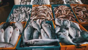 Stock Video Fresh Fish Ready For Sale In The Market Live Wallpaper For PC
