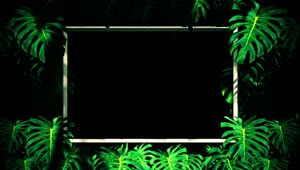 Stock Video Frames Between Tropical Tree Leaves Loop Video Live Wallpaper For PC