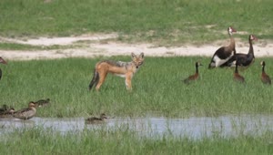 Stock Video Fox Hunting Birds In A Pond Live Wallpaper For PC