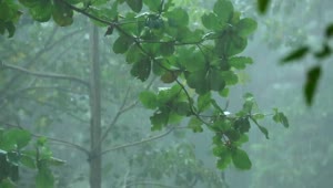 Stock Video Forest Under A Tropical Rain Live Wallpaper For PC