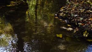 Stock Video Forest Stream With Fallen Leaves Live Wallpaper For PC
