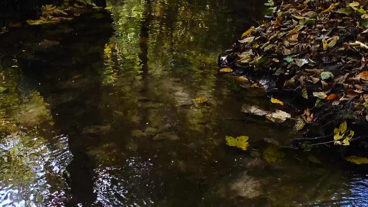 Download Stock Video Forest Stream With Fallen Leaves Live Wallpaper For PC