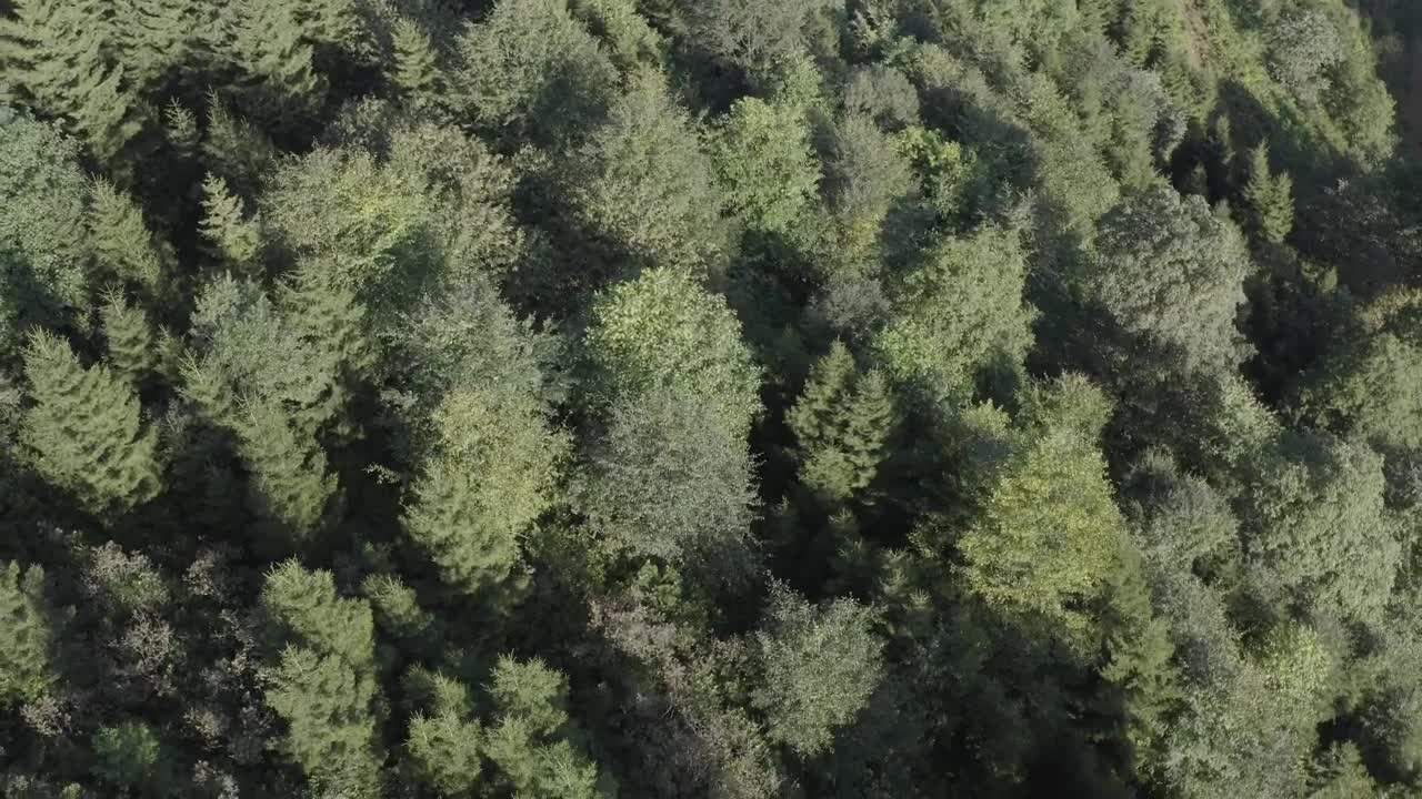 Download Stock Video Forest Scenery Live Wallpaper For PC