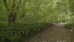 Stock Video Forest Running Trail Live Wallpaper For PC