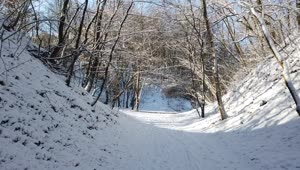 Stock Video Forest Path Covered In Snow Live Wallpaper For PC