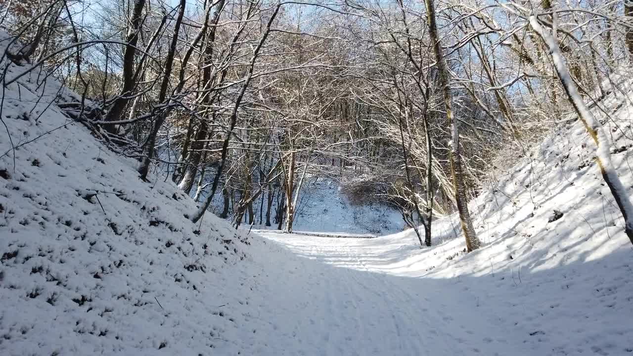 Download Stock Video Forest Path Covered In Snow Live Wallpaper For PC