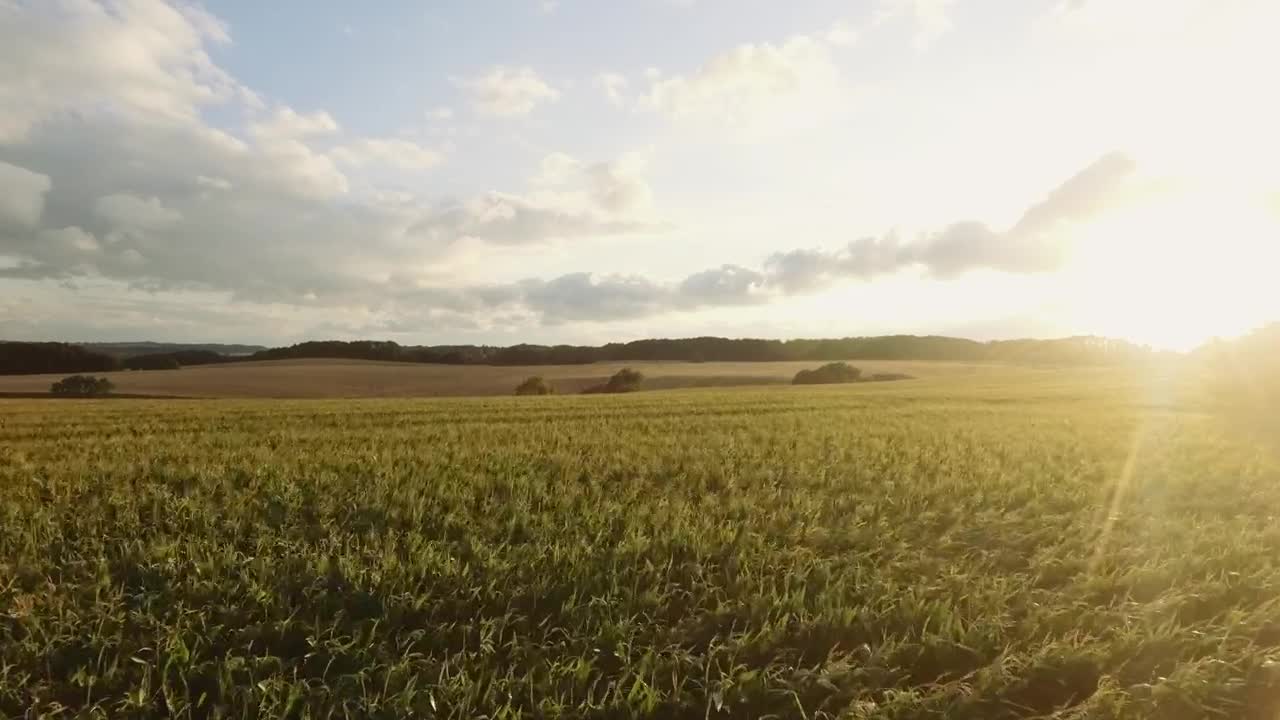 Download Stock Video Forest On The Horizon Live Wallpaper For PC