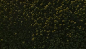 Stock Video Forest Of Abundant Trees Traveled From Above Live Wallpaper For PC