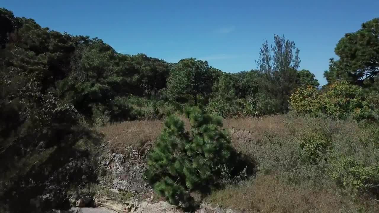 Download Stock Video Forest Landscape Live Wallpaper For PC