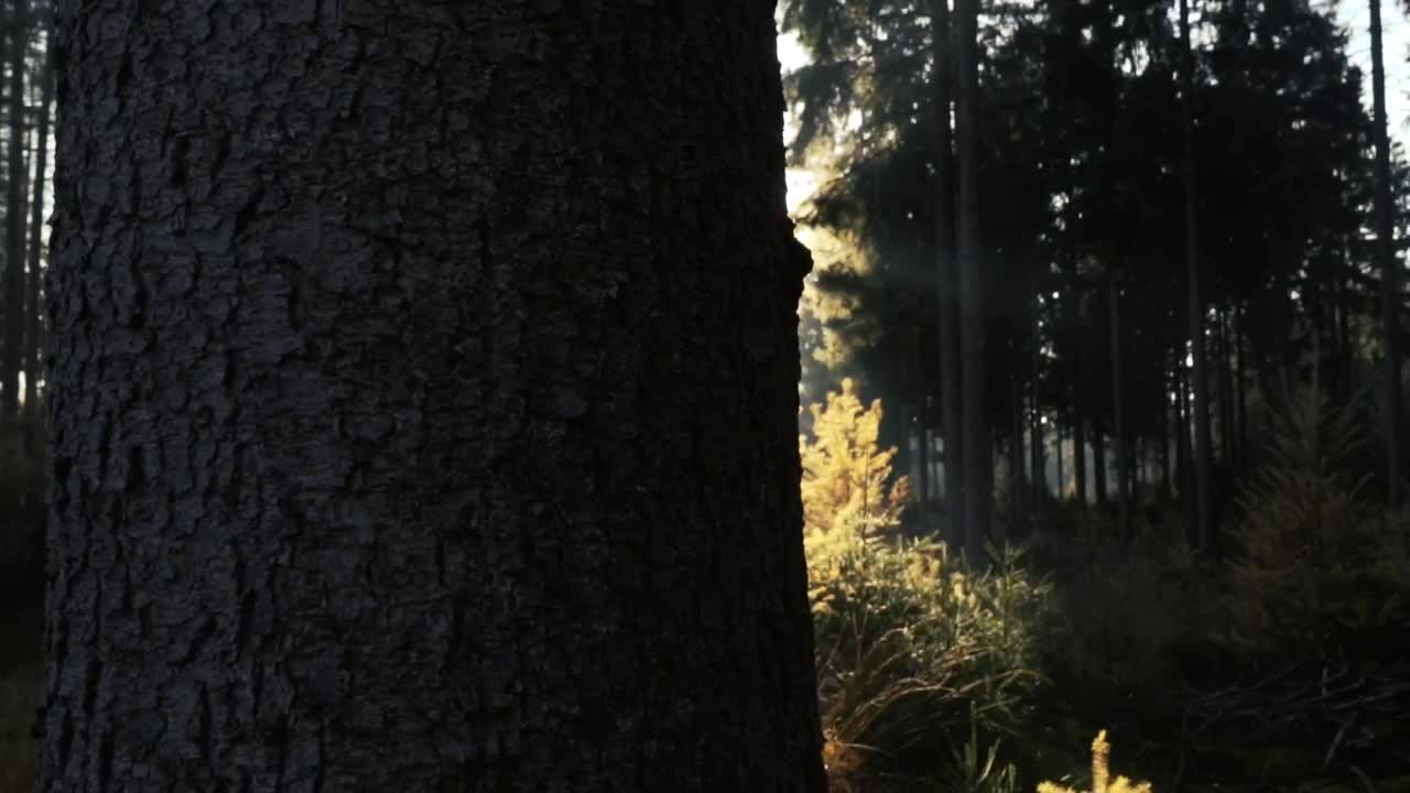 Download Stock Video Forest In The Sunlight Live Wallpaper For PC