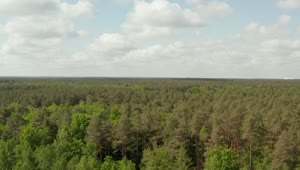 Stock Video Forest In Spring Full Of Trees High Aerial View Live Wallpaper For PC