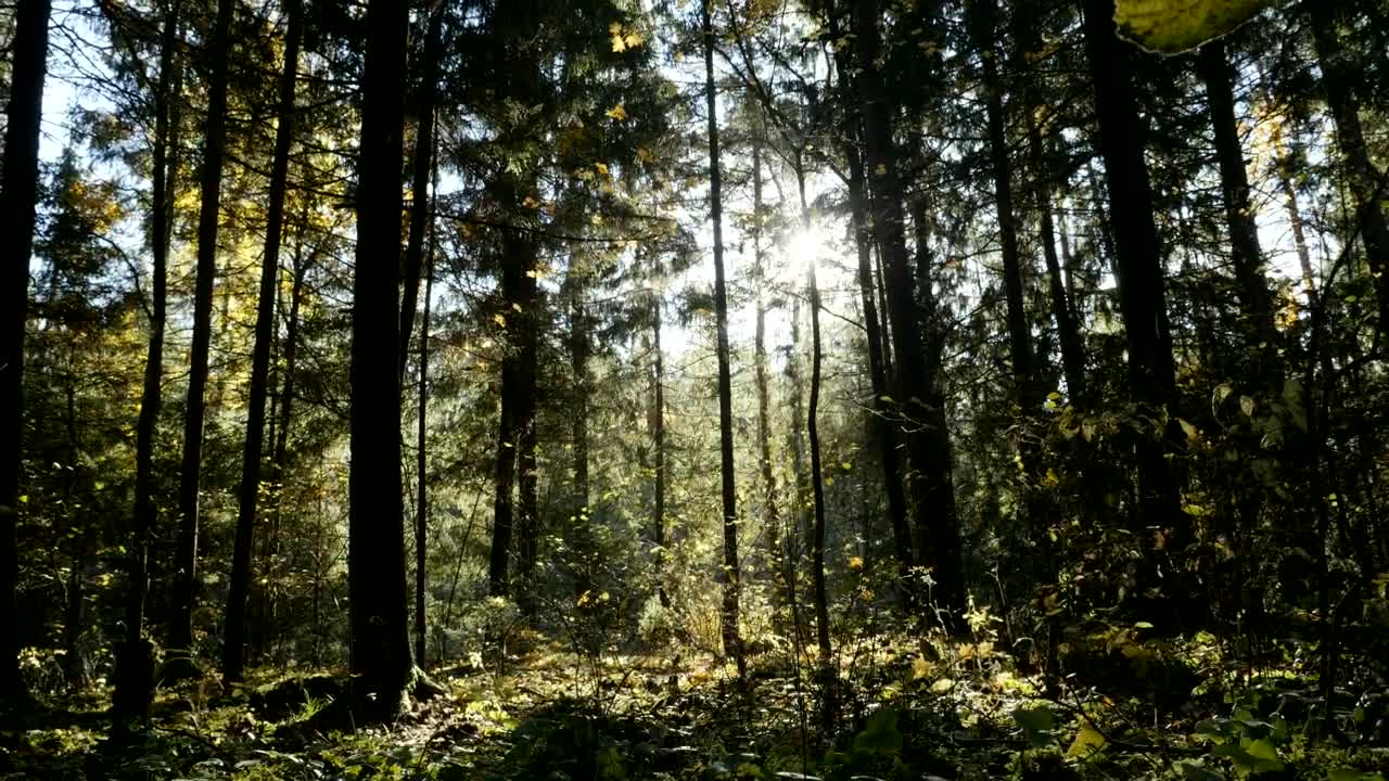 Download Stock Video Forest Full Of Plants Landscape Live Wallpaper For PC