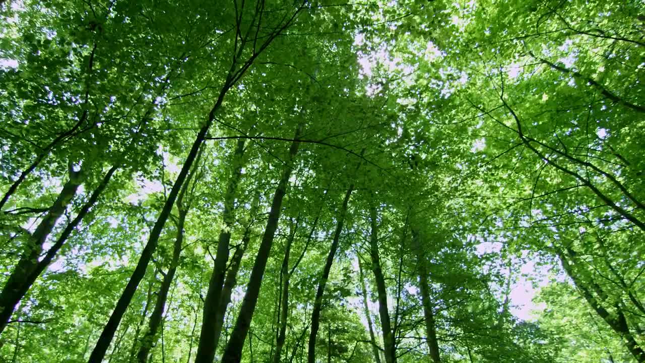 Download Stock Video Forest During The Summer Live Wallpaper For PC