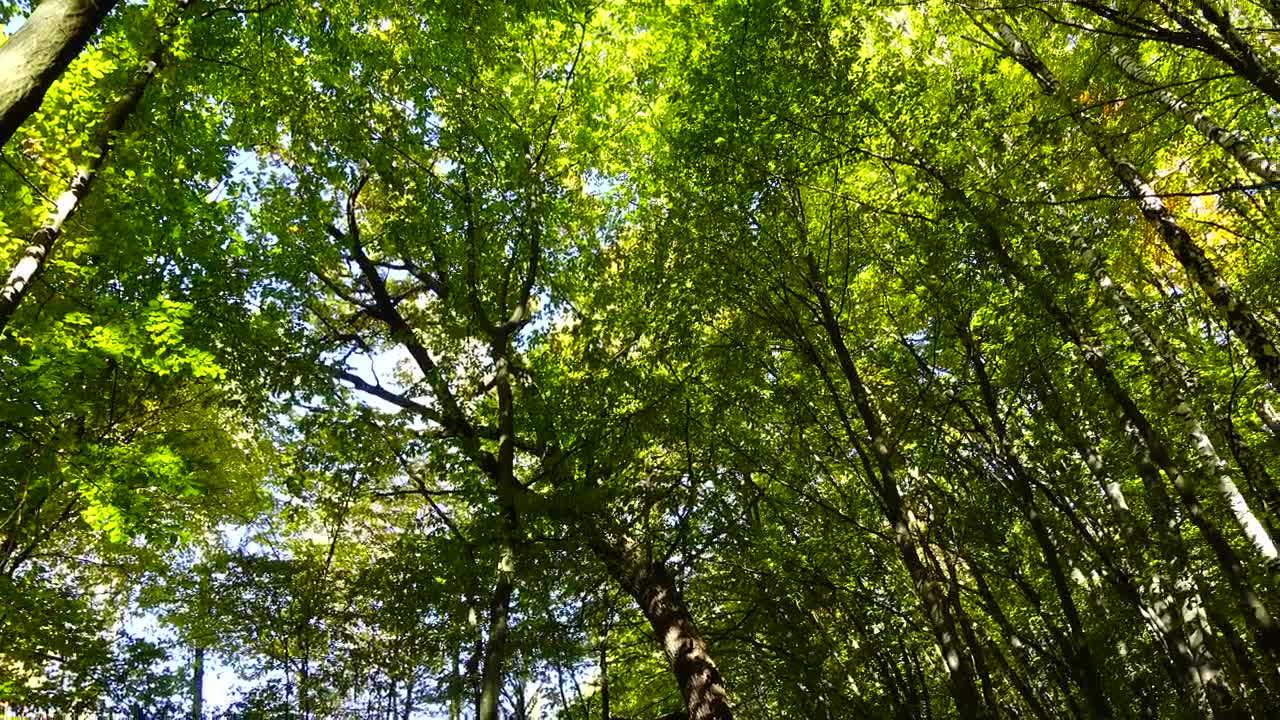 Download Stock Video Forest Before The Fall Live Wallpaper For PC