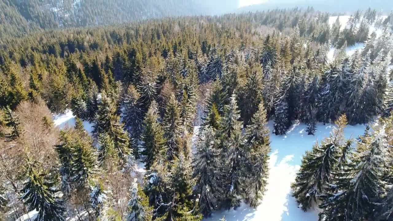 Download Stock Video Forest At The End Of Winter Aerial Shot Live Wallpaper For PC