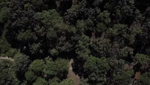 Stock Video Forest Aerial View Live Wallpaper For PC