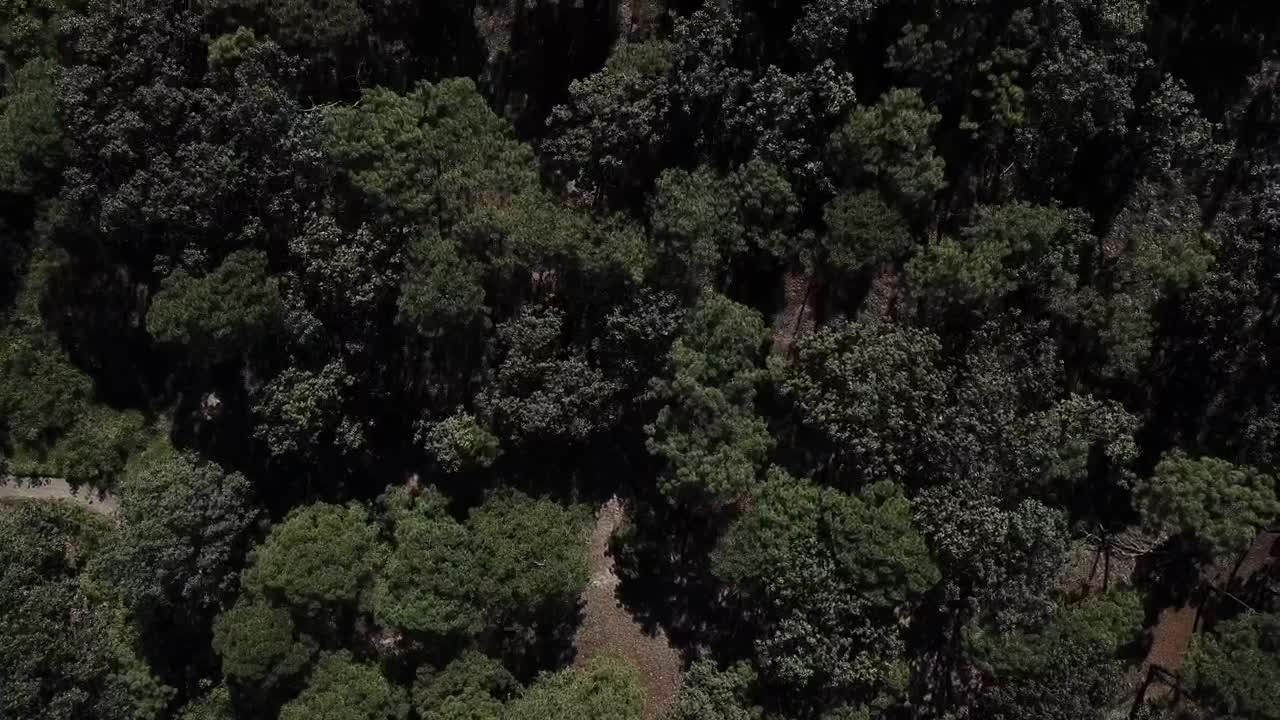 Download Stock Video Forest Aerial View Live Wallpaper For PC