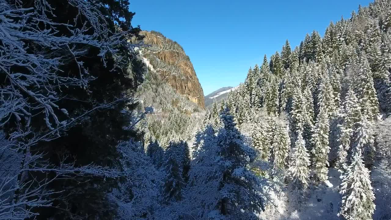 Download Stock Video Flythrough The Winter Forest Live Wallpaper For PC