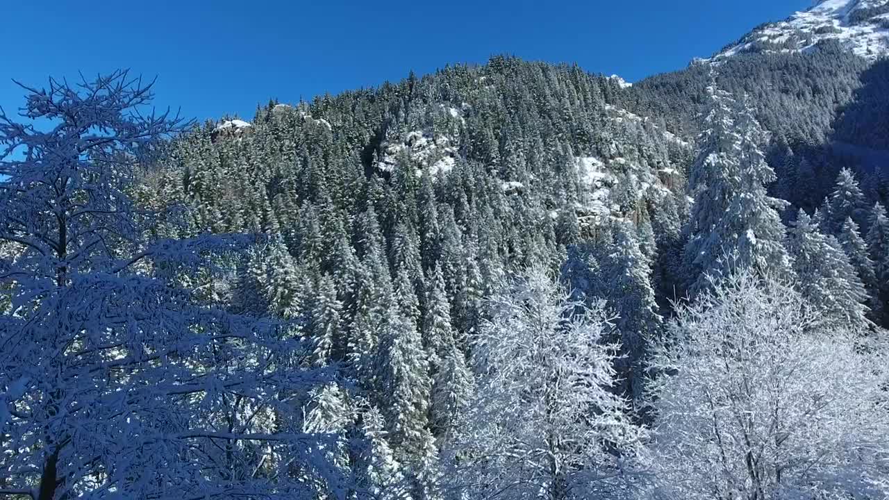 Download Stock Video Flying Through The Forest In The Winter Live Wallpaper For PC