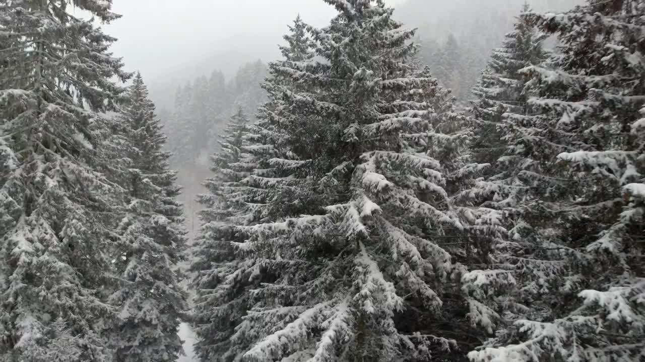 Download Stock Video Flying Through A Snowy Forest Between The Pine Trees Live Wallpaper For PC