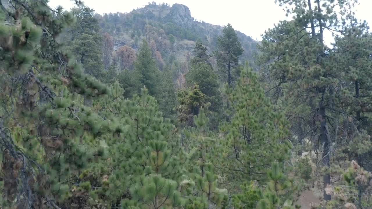 Download Stock Video Flying Slowly Over A Forest Live Wallpaper For PC