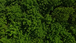 Stock Video Flying Over Tree Tops Live Wallpaper For PC