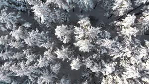 Stock Video Flying Over The Treetops Of A Snowy Forest Live Wallpaper For PC