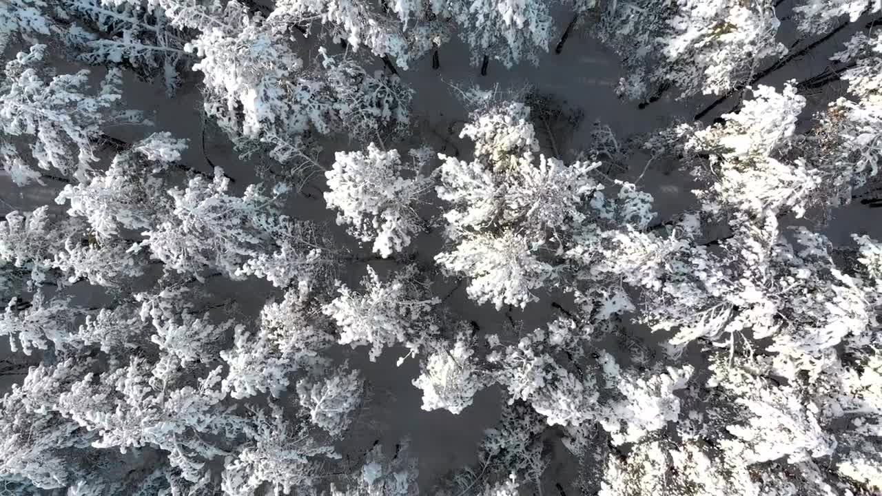 Download Stock Video Flying Over The Treetops Of A Snowy Forest Live Wallpaper For PC